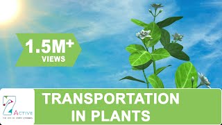 Transportation in Plants [upl. by Ajet934]