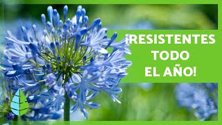 10 PLANTAS de EXTERIOR RESISTENTES al SOL y al FRÍO 🌼🌿 [upl. by Rochkind]