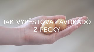 Jak vypěstovat avokádo z pecky [upl. by Marcella]