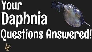 Daphnia Questions Answered [upl. by Jennica]