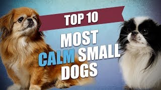 Top 10 Mild Tempered and Calm Small Dogs [upl. by Druce927]