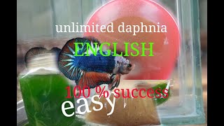 daphnia moina culture Easy way Unlimited production English  with sub Green water Chlorella [upl. by Sadnalor]