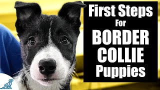 Border Collie Puppy Training  10 Skills To TEACH FIRST [upl. by Rowena]