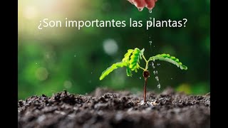 LA IMPORTANCIA DE LAS PLANTAS [upl. by Semreh926]