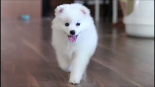 Cute American Eskimo Puppys First Days At Home [upl. by Aienahs]