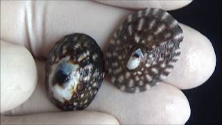 Limpets Cool facts and gorgeous specimens [upl. by Froma]