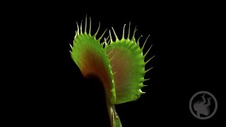 Deadly Plants Killing Bugs  Carnivorous Plant Timelapse [upl. by Munford]