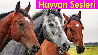 20 Muhteşem Hayvan  Çocuklar İçin Hayvan Sesleri [upl. by Kacey372]