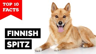 Finnish Spitz  Top 10 Facts [upl. by Anitsirhk501]