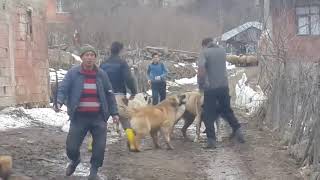 Köpeklerin Doğal Halleri  KÖYDE BİRBİRLERİNE GİRDİLER [upl. by Tsepmet]