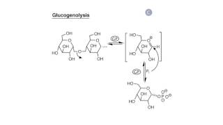 Carbohydrate Biosynthesis I Glycogen Synthesis [upl. by Budde264]