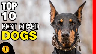 TOP 10 BEST GUARD DOG BREEDS [upl. by Sueddaht]