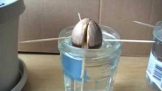 How to Grow avocado plants [upl. by Ducan]