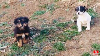 Rescued Two Puppies From The Meadow [upl. by Lodie]