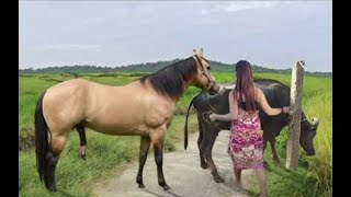 My sister training care her lovely horse in beginner 2021 [upl. by Inuat]