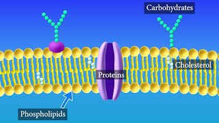 Cell Membrane Structure and Function [upl. by Nerret]