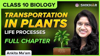 Class 10 How do plants transport water and minerals  Life Processes  Biology [upl. by Malo]