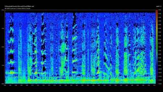 Modern Sonar Sounds and other Sounds of the Sea [upl. by Castro428]