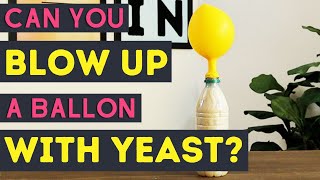 Yeast Balloon Experiment [upl. by Derril]