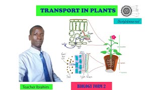 FORM 2 TRANSPORT IN PLANTS [upl. by Hairu]