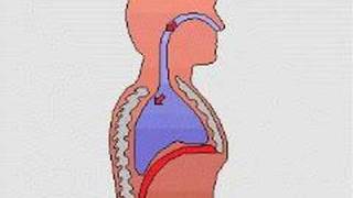 How the Body Works  Breathing [upl. by Dnalyram]