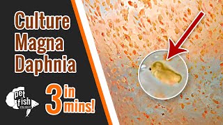 How to culture DAPHNIA MAGNA  The easy way [upl. by Wernher]