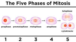 Mitosis How One Cell Becomes Two [upl. by Edlyn931]