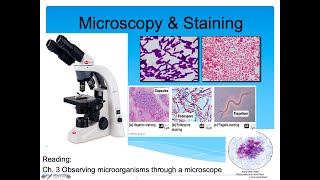 Introduction to Microbiology Lecture Microscopy amp Staining Part 2 [upl. by Airrej]