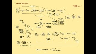 Hipertensión arterial escencial Fisiopatología [upl. by Ahtiek]