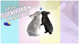 How To Teach Bunnies Tricks  Clicker Training Rabbits [upl. by Rudelson]