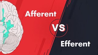 Afferent vs Efferent  Cranial Nerve Modalities [upl. by Otrebmal]