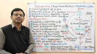 Diabetes Mellitus Part10 Mechanism of Action of Sulfonylurease  Antidiabetic Drugs  Diabetes [upl. by Earl]