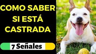 ✅ Como Saber si una PERRA esta CASTRADA o Esterilizada 🎯7 Señales de la Esterilización en Perras [upl. by Campball]