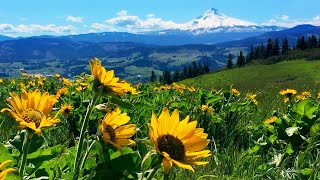 Relaxing Meadow with Ambient Nature Sounds Wildflowers and Mountain View  8 Hours [upl. by Alodi]