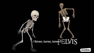 Bones Bones Bones [upl. by Quint28]