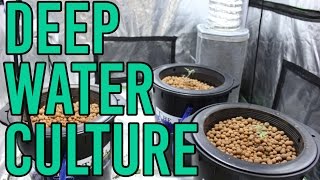 How To Setup a Hydroponic DWC Deep Water Culture System [upl. by Schaumberger866]