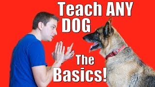 Dog Training 101 How to Train ANY DOG the Basics [upl. by Constancia704]