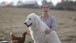 Livestock Guardian Dogs 101 [upl. by Rosmarin801]