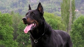 Best Guard Dogs Breeds for Family amp Personal Protection [upl. by Dorin]