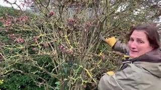 Pruning shrubs that flower on previous seasons growth  Viburnum x bodnantense Dawn [upl. by Woodsum126]