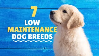 Low Maintenance Dogs For Busy Owners [upl. by Delphine]