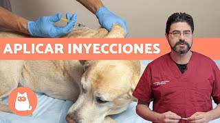 VACUNAR a un PERRO ¿cómo y cada cuánto  Consejos veterinarios [upl. by Meela]