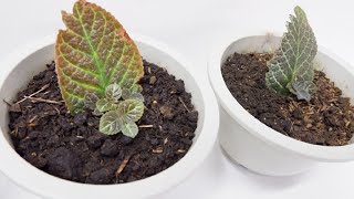 Episcia Cupreata with Babies from Single Leaf Cuttings Propagated in Soil Flame Violet [upl. by Senskell]