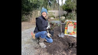 How to plant a Rhododendron [upl. by Arndt]