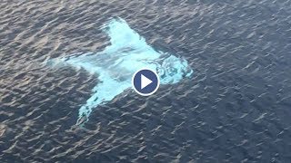 Drone Captures Huge White Manta Ray [upl. by Arevle195]