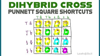 Dihybrid Cross Punnett Squares  MCAT Shortcut Mendelian Genetics Part 2 [upl. by Ahsinelg]