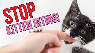 How to STOP Kittens From Biting You 6 Tips [upl. by Keviv]