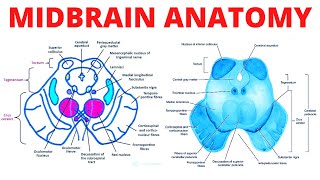 Midbrain Anatomy [upl. by Xuaegram535]