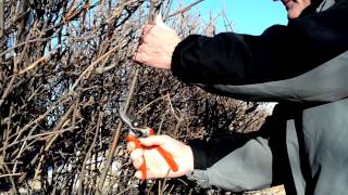 Dormant Pruning of Viburnum Shrubs in the Midwest by Balanced Environments Inc [upl. by Alikam]