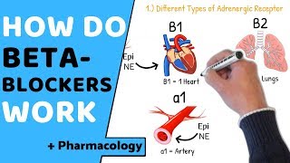 How do Beta Blockers Work  Pharmacology [upl. by Aihseket]